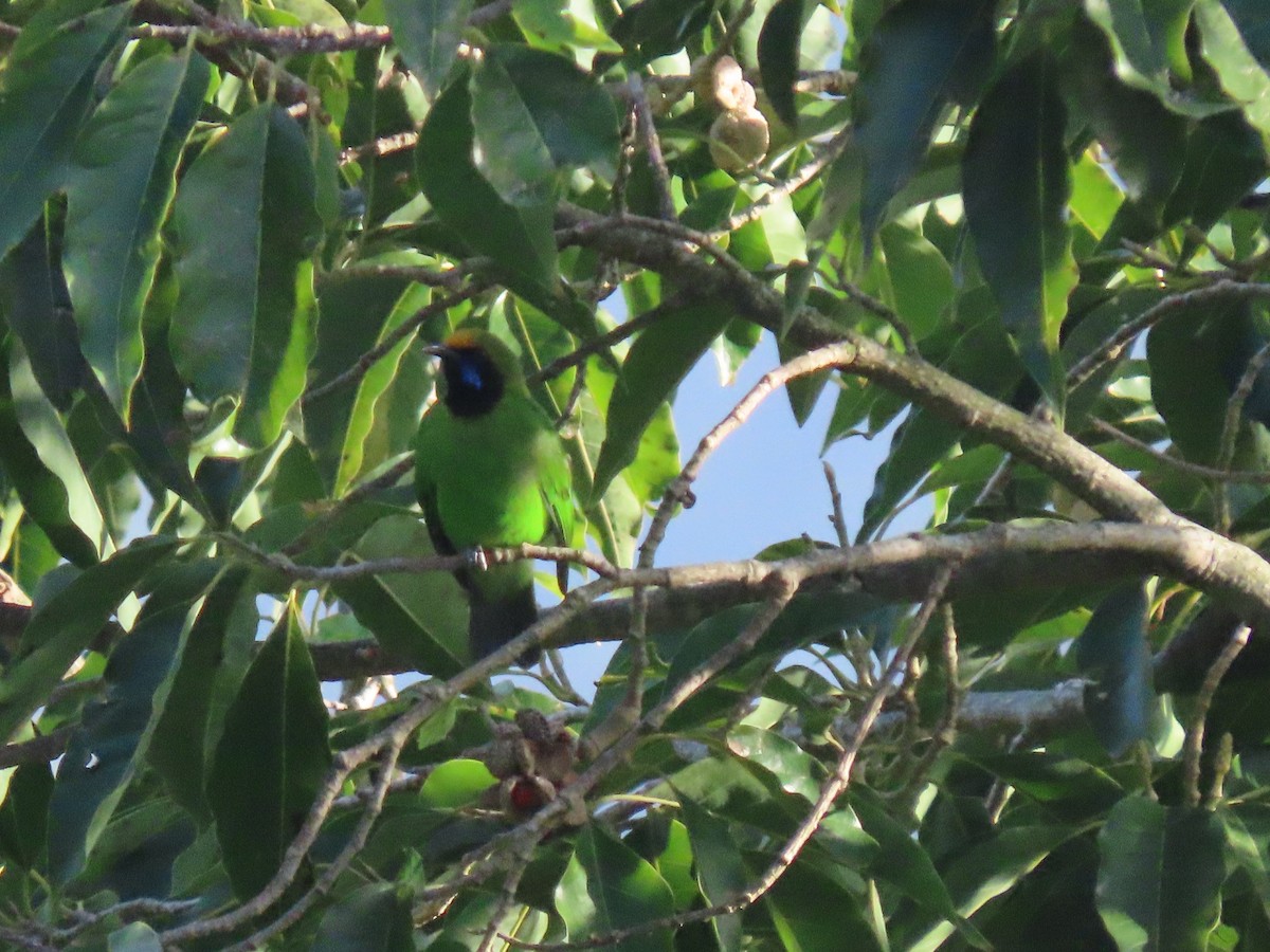 Golden-fronted Leafbird - ML599394581