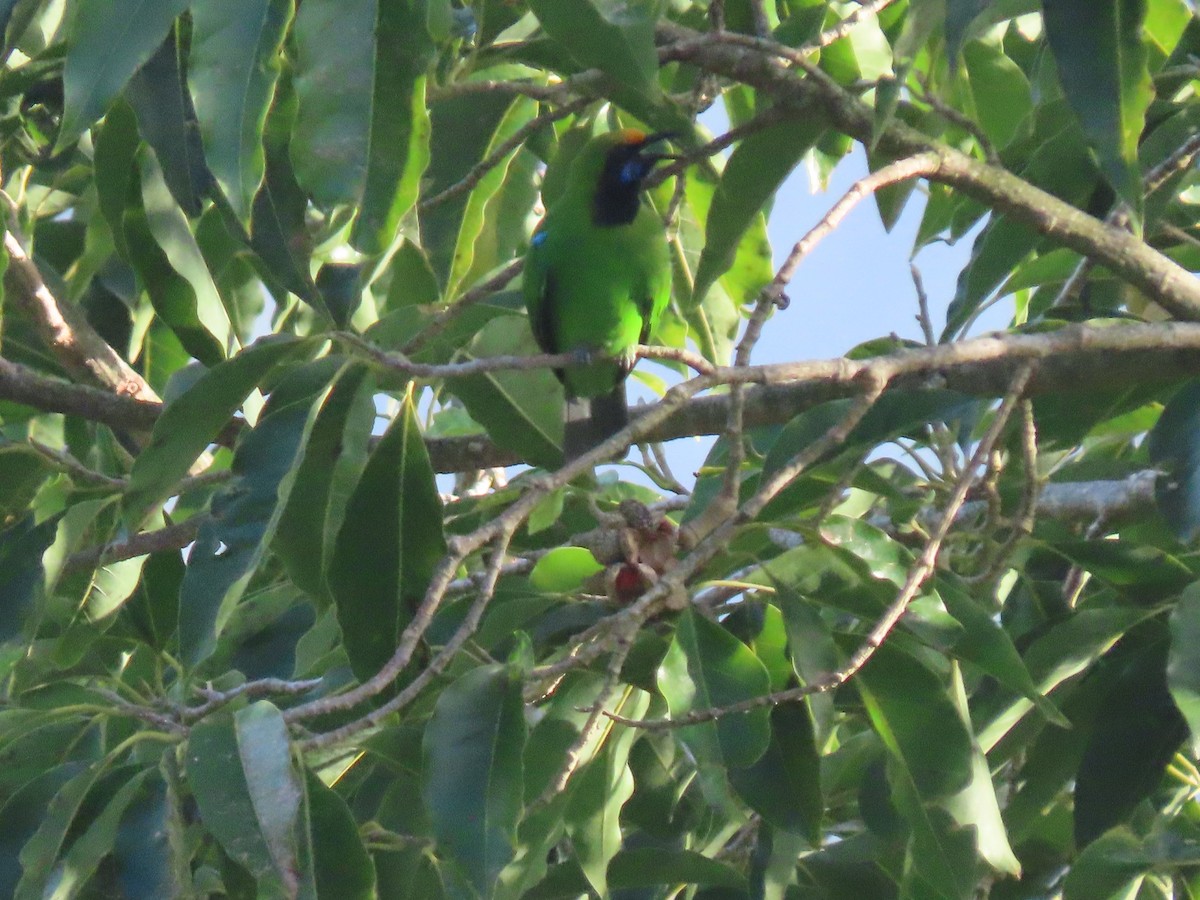 Golden-fronted Leafbird - ML599394591