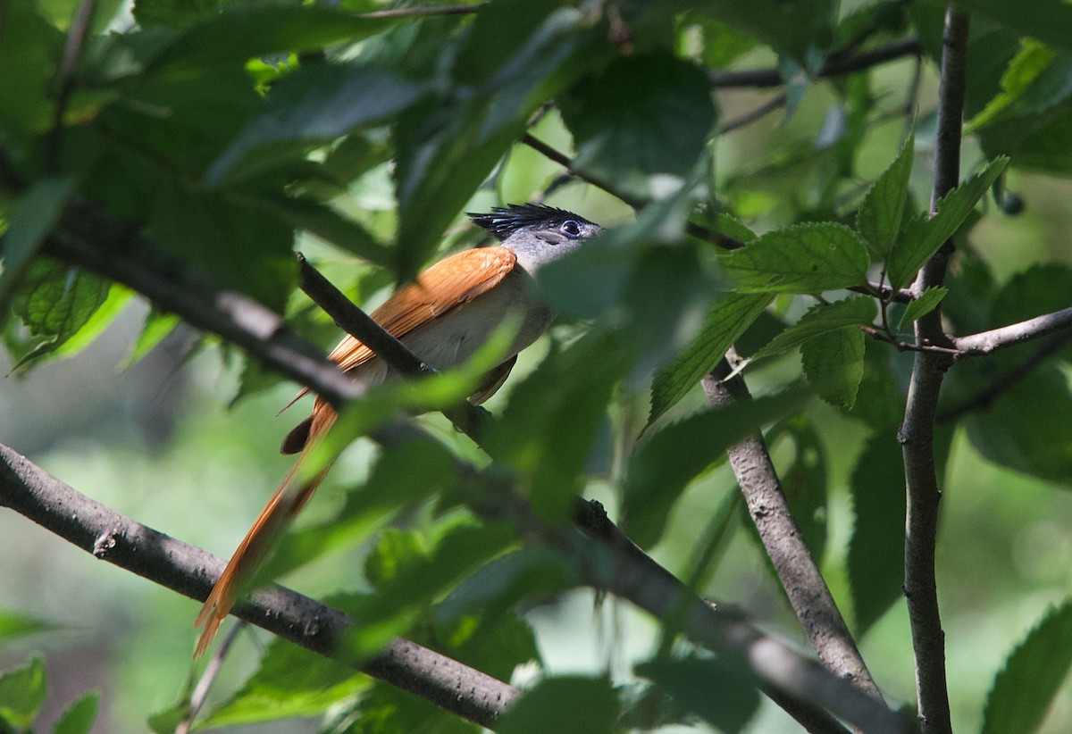 Indian Paradise-Flycatcher - ML599395071