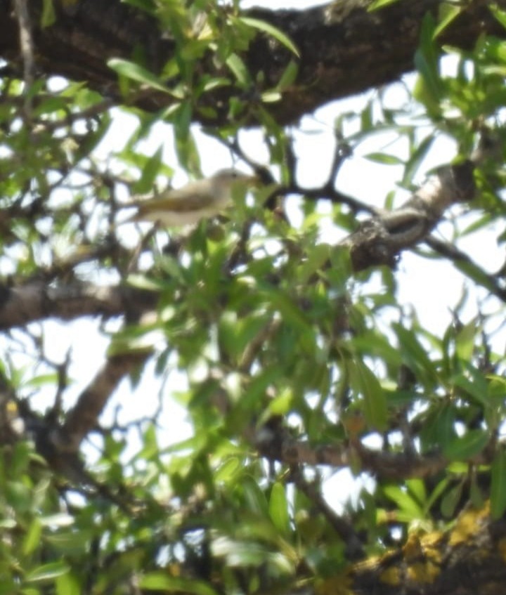 Eastern Bonelli's Warbler - ML599395181