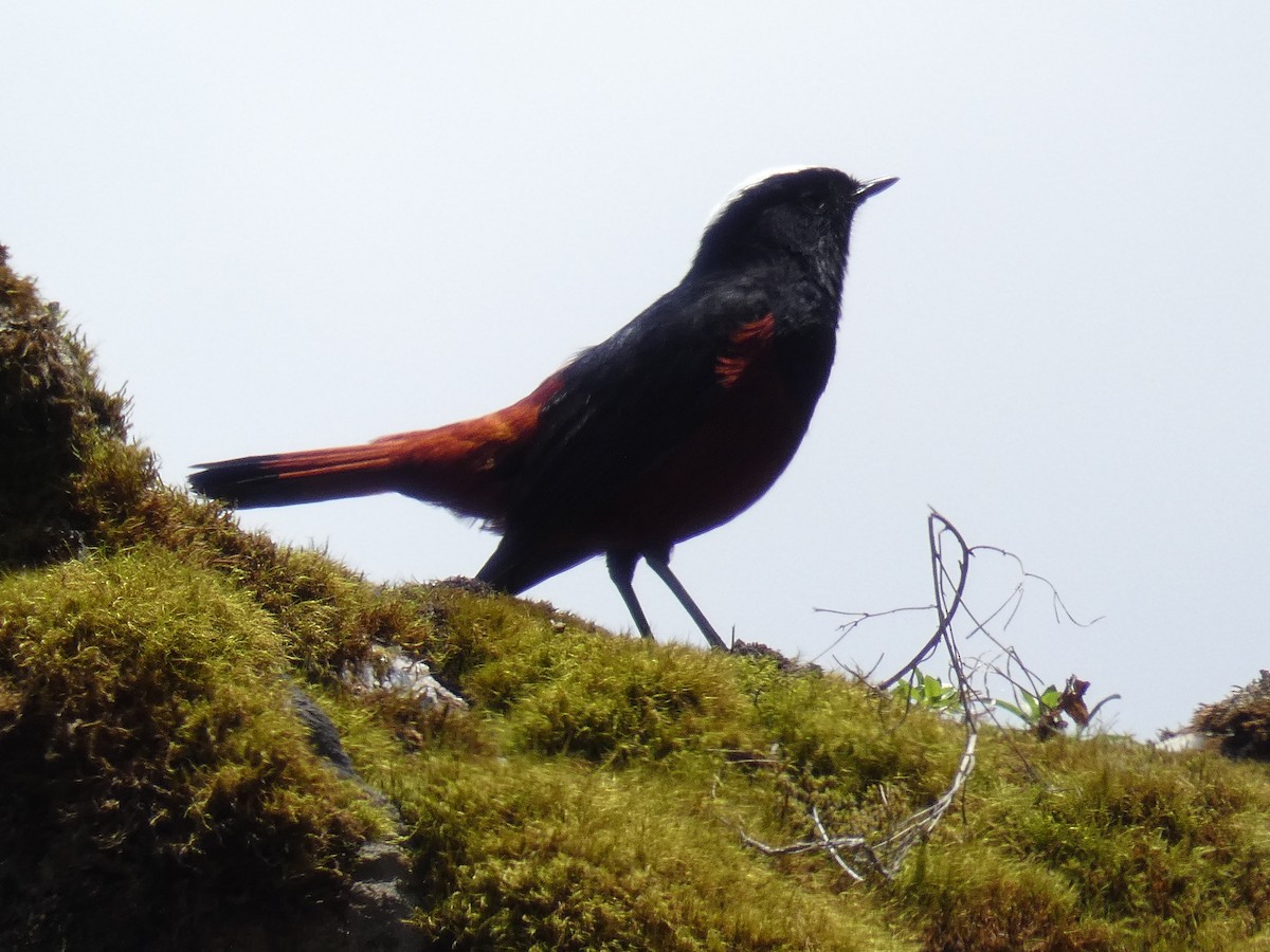 White-capped Redstart - Cathryn Pritchard