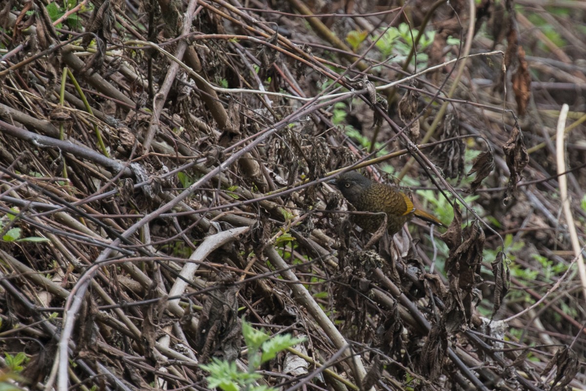 Scaly Laughingthrush - ML599396681