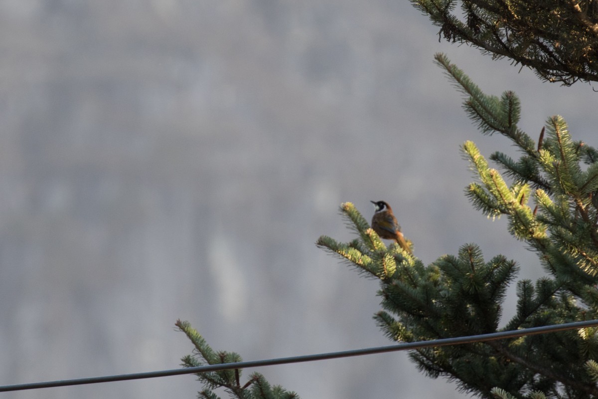 Black-faced Laughingthrush - ML599396901