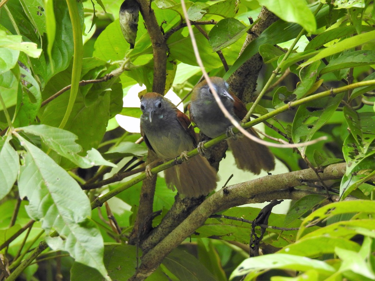 Chestnut-winged Babbler - Andy Lee