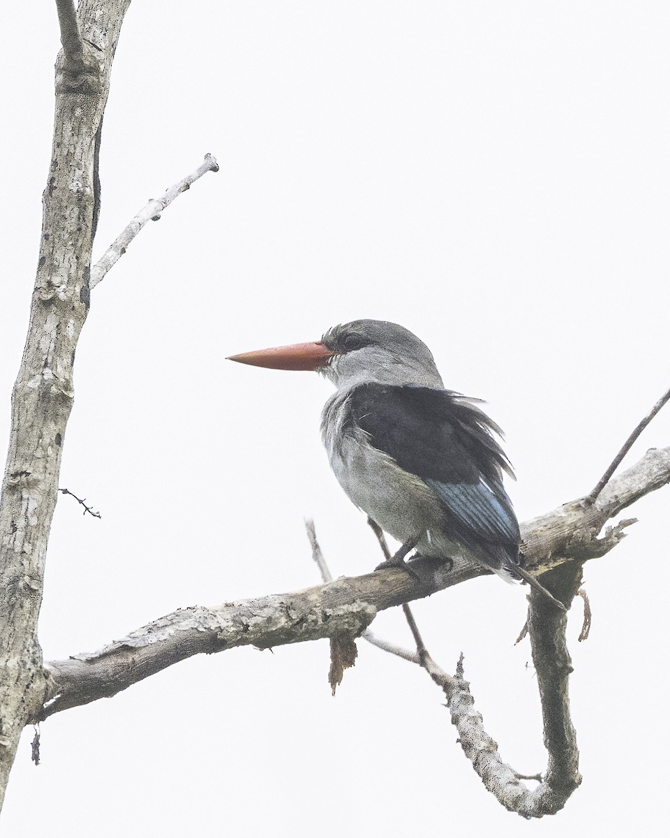 Mangrove Kingfisher - ML599397461