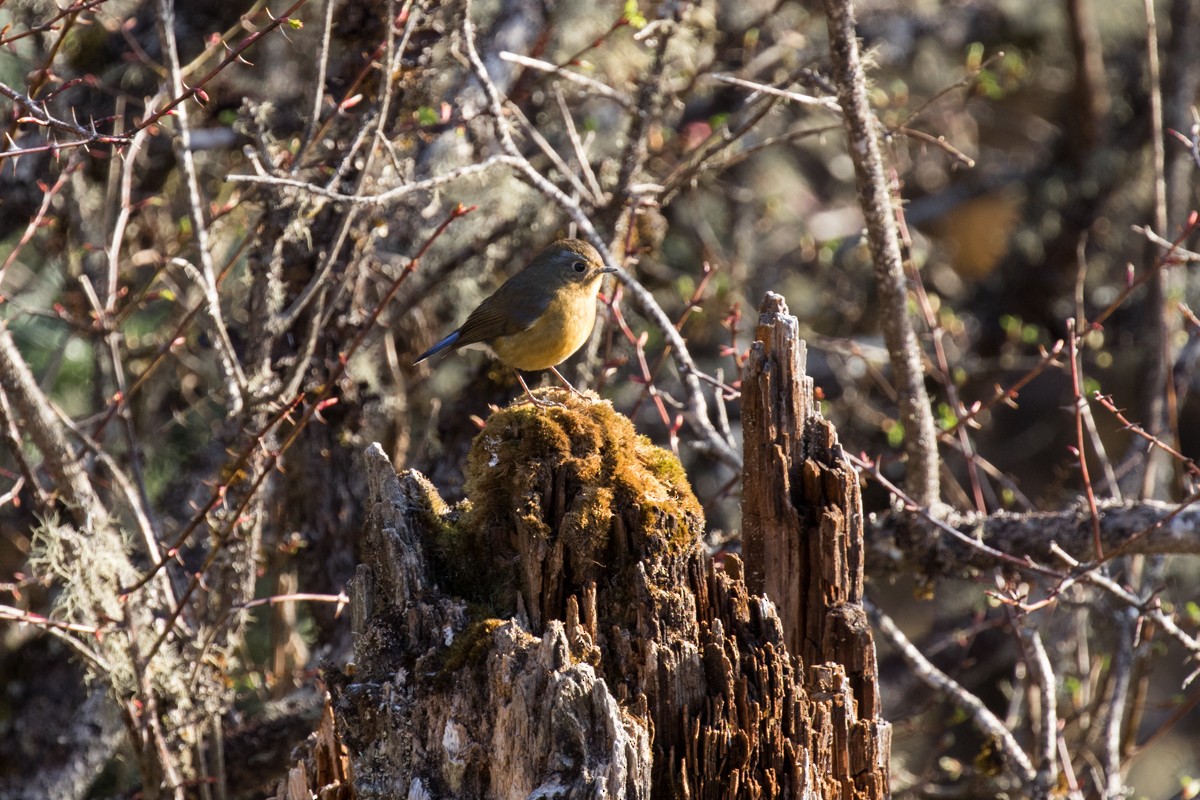 Rufous-breasted Bush-Robin - ML599397611