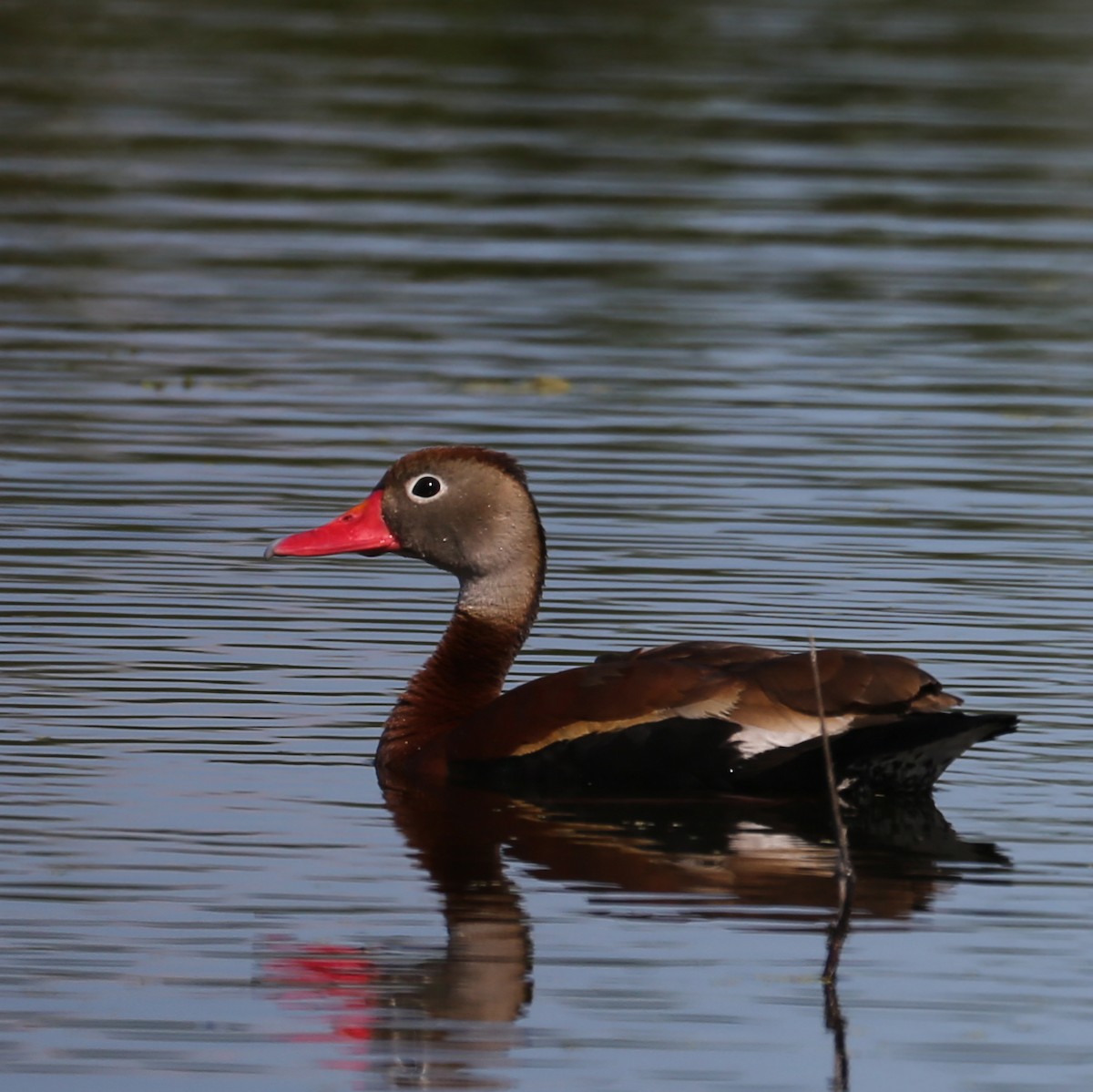 Black-bellied Whistling-Duck - ML59939771