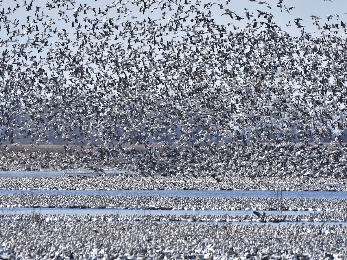 Flock