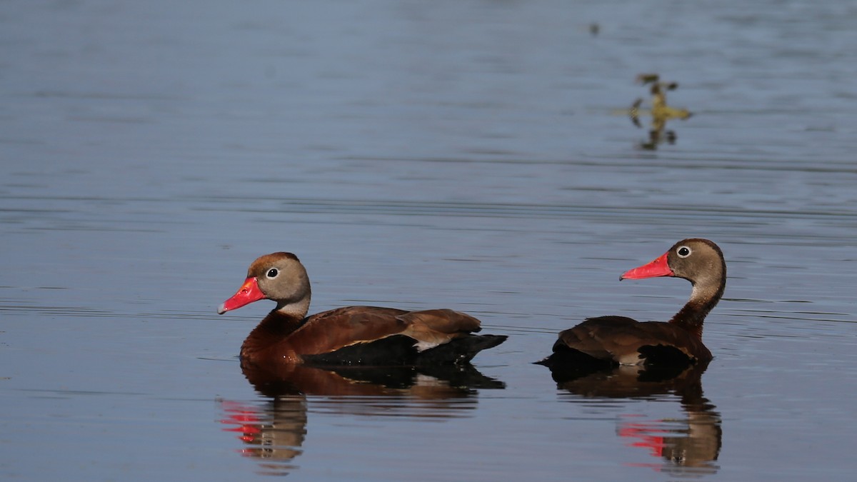 Black-bellied Whistling-Duck - ML59939801