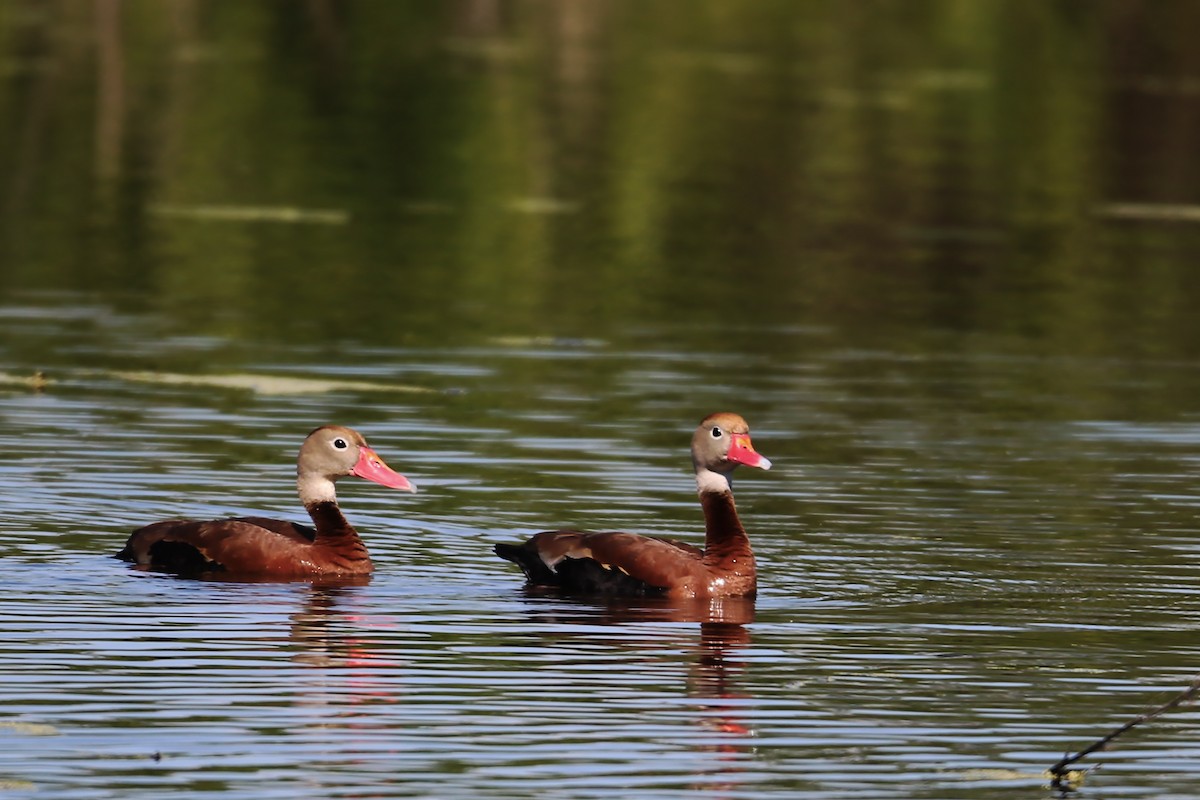 Black-bellied Whistling-Duck - ML59939831