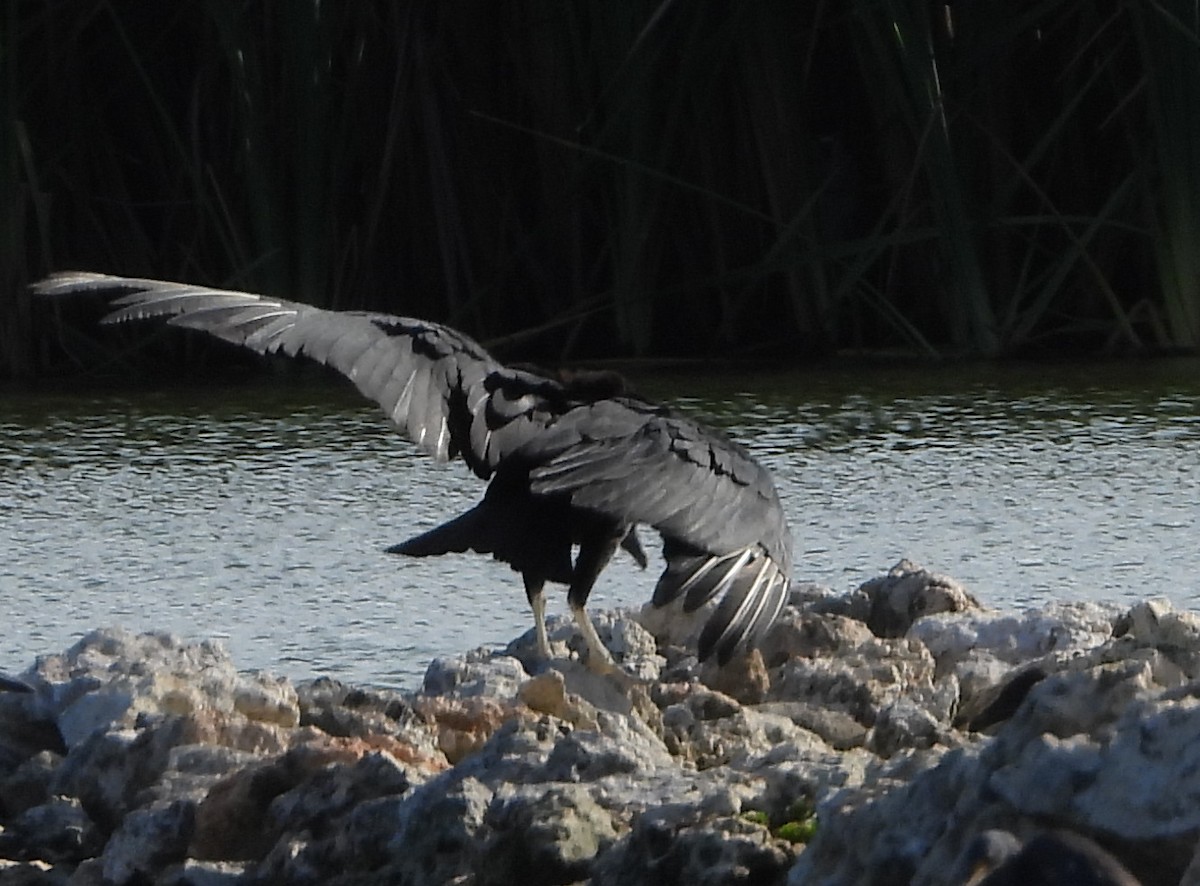 Black Vulture - Cisca  Rusch