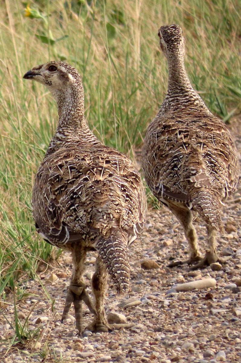 Greater Sage-Grouse - ML599399601