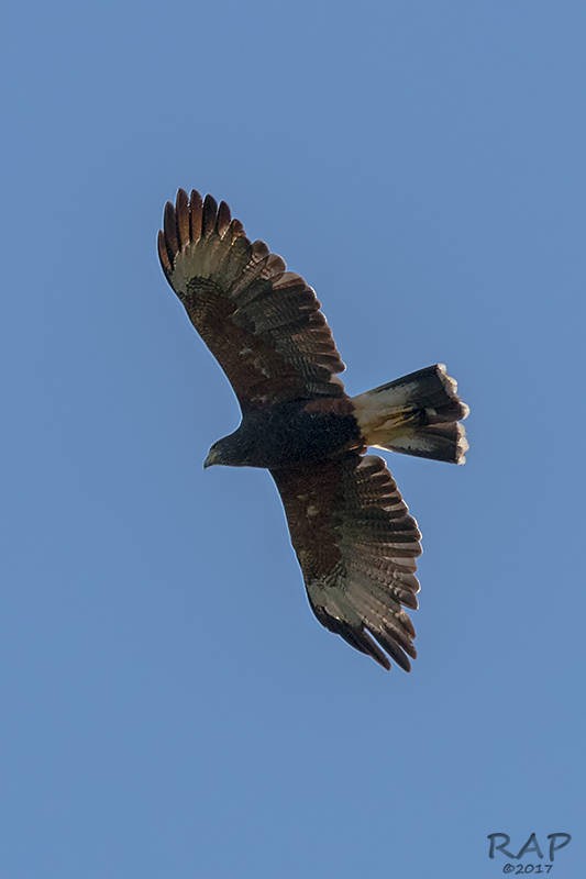 Harris's Hawk - ML59940281