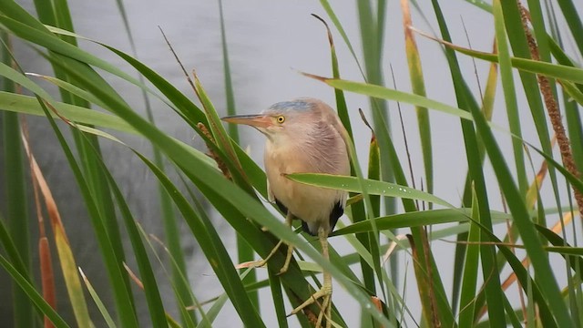 Yellow Bittern - ML599403391