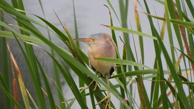 Yellow Bittern - ML599403391