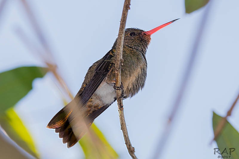 Gilded Hummingbird - Ricardo A.  Palonsky