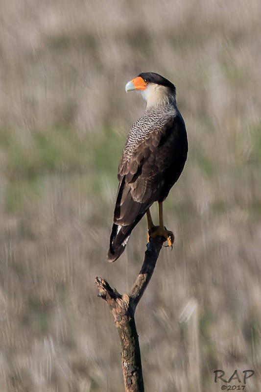 Caracara Carancho (sureño) - ML59940541