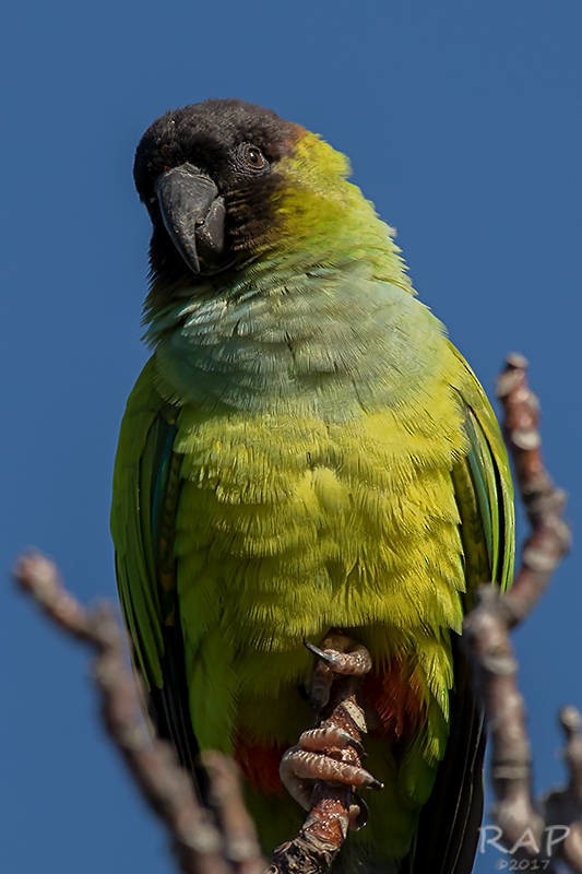 Nanday Parakeet - Ricardo A.  Palonsky