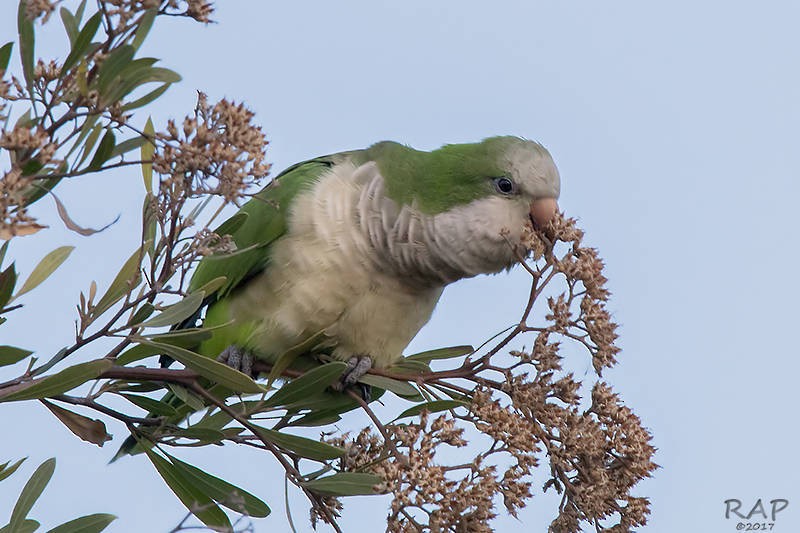 Monk Parakeet - ML59940571