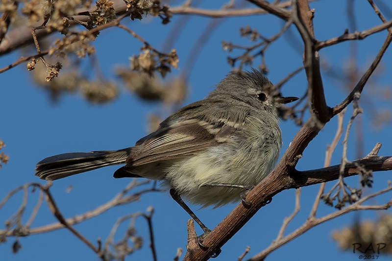 White-crested Tyrannulet (Sulphur-bellied) - ML59940601