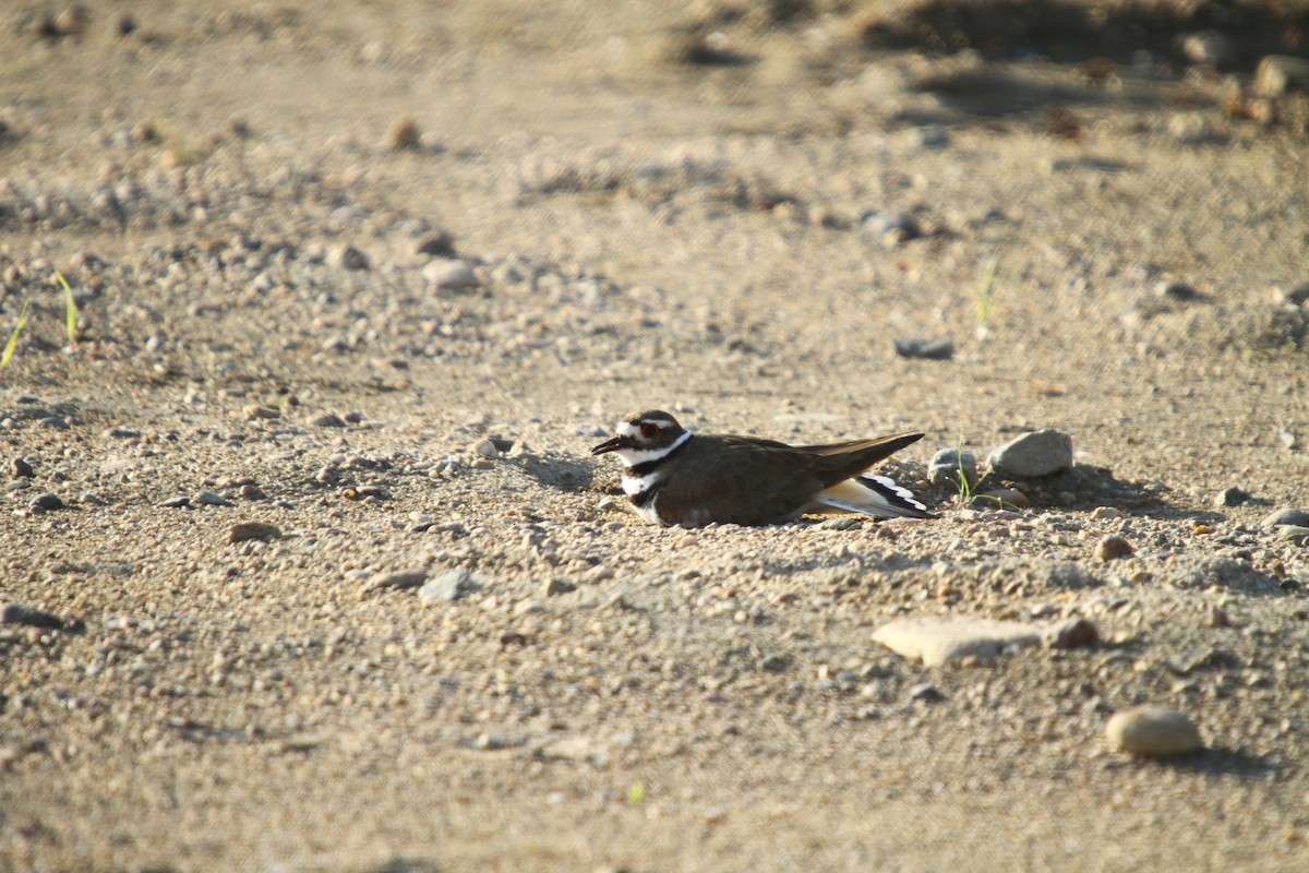 Killdeer - Jason Duxbury