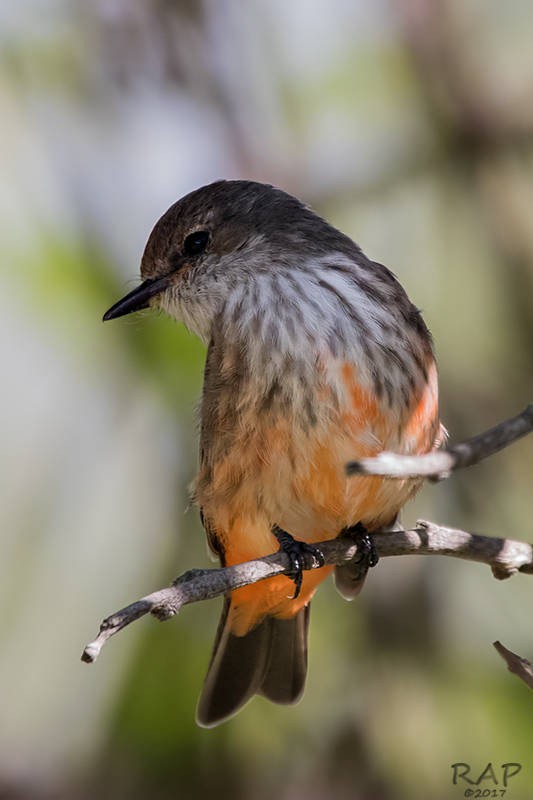 Vermilion Flycatcher - Ricardo A.  Palonsky