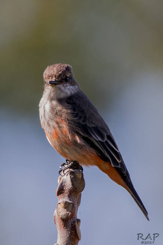 Vermilion Flycatcher - Ricardo A.  Palonsky