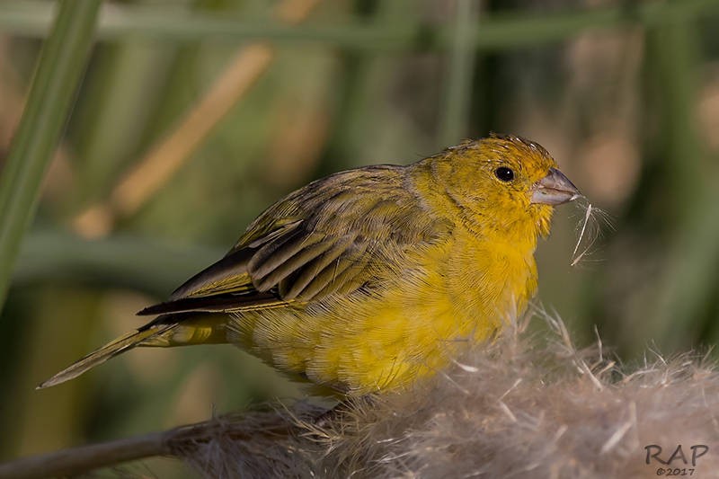 Saffron Finch - ML59940961