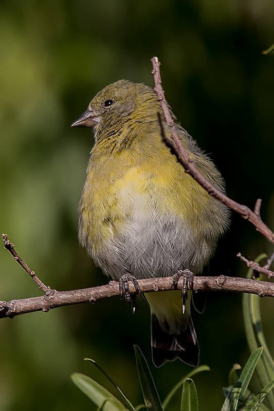 Saffron Finch - ML59940971