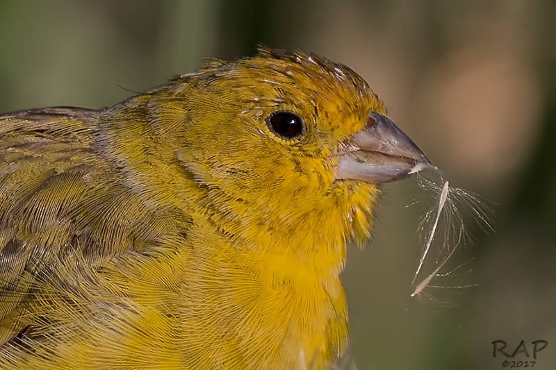 Saffron Finch - ML59940981