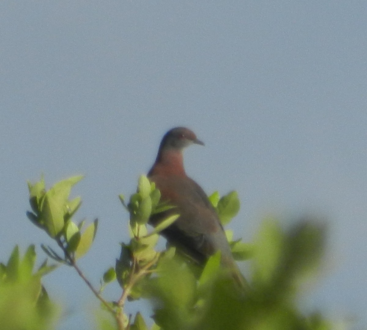 Pale-vented Pigeon - ML599410691