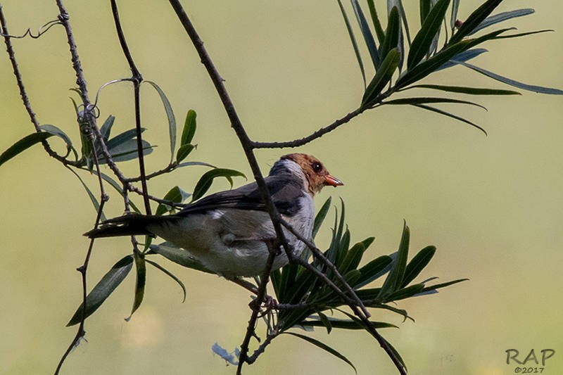 Yellow-billed Cardinal - ML59941101