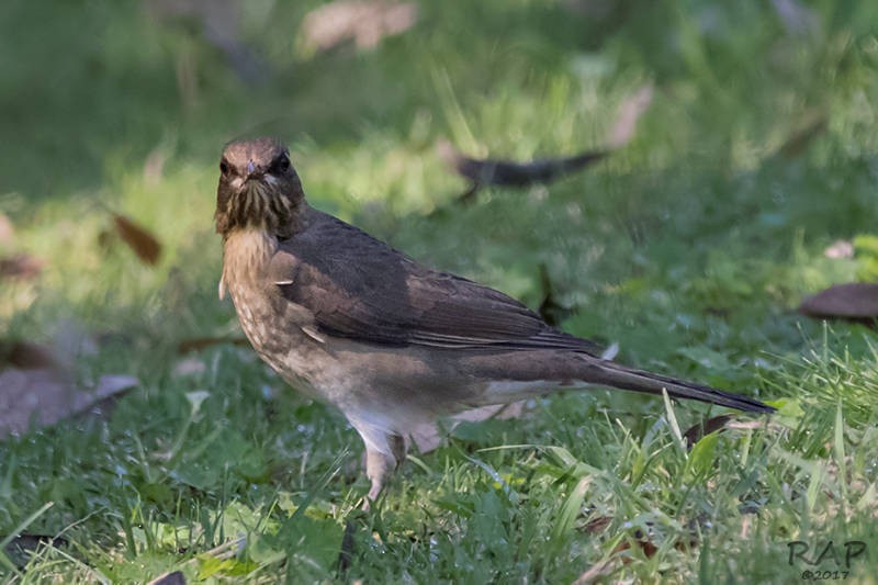 Creamy-bellied Thrush - ML59941121