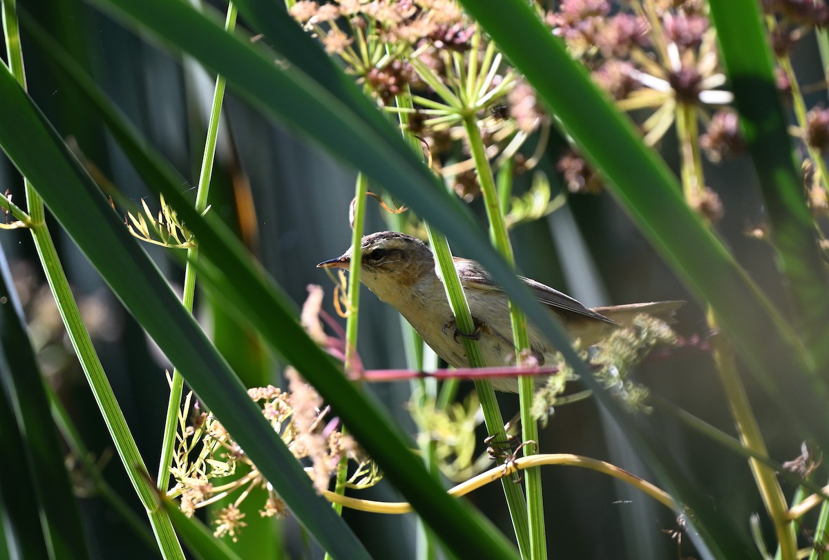 Sedge Warbler - Manuel Segura Herrero