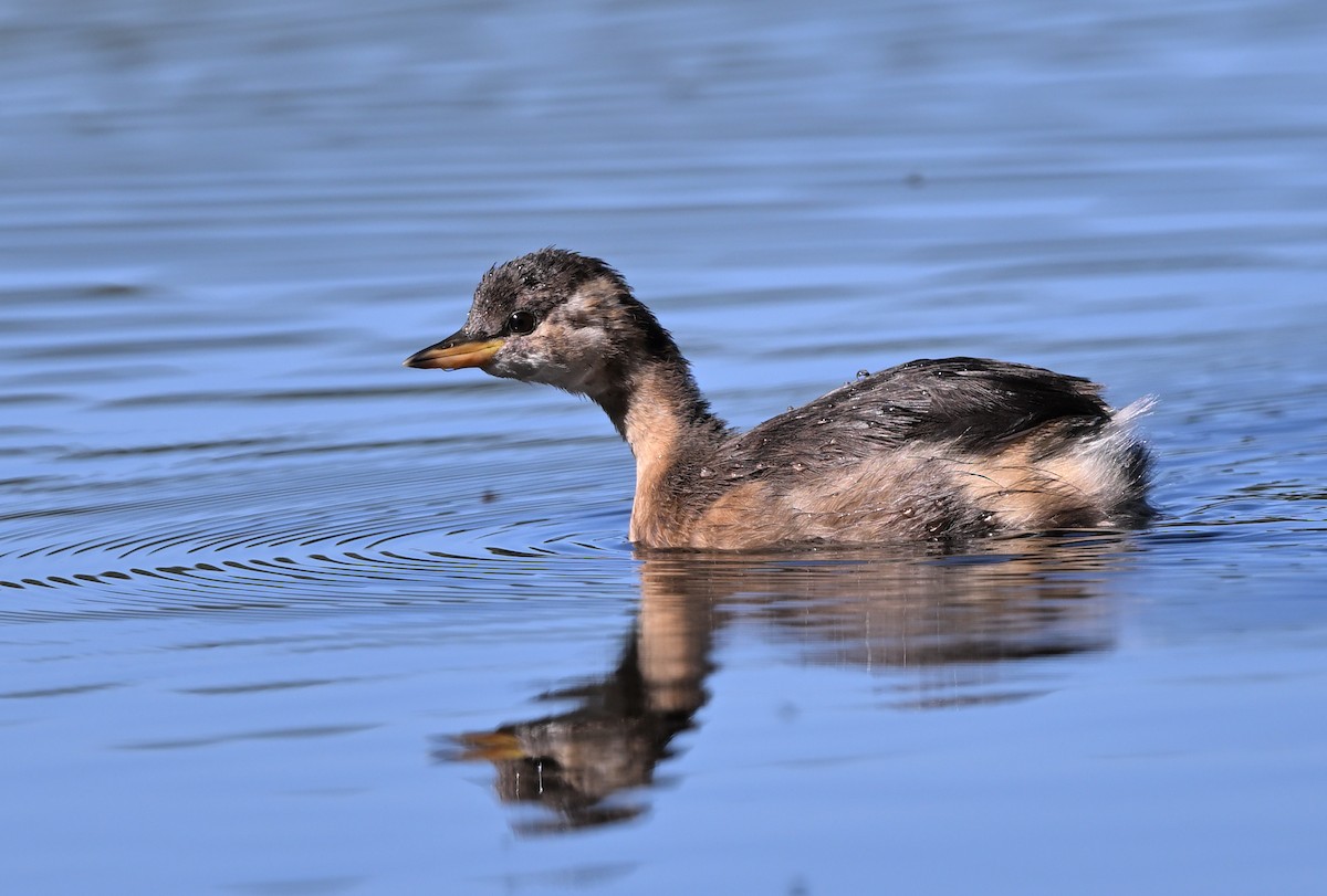 Little Grebe - ML599411261