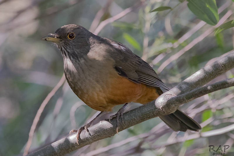 Rufous-bellied Thrush - ML59941141