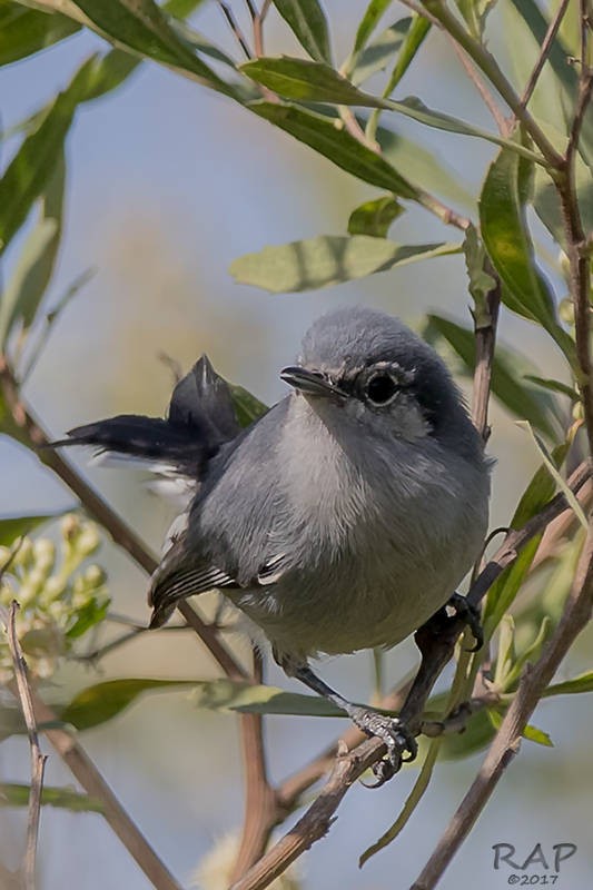 Masked Gnatcatcher - Ricardo A.  Palonsky