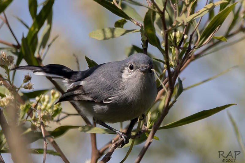 Masked Gnatcatcher - ML59941171