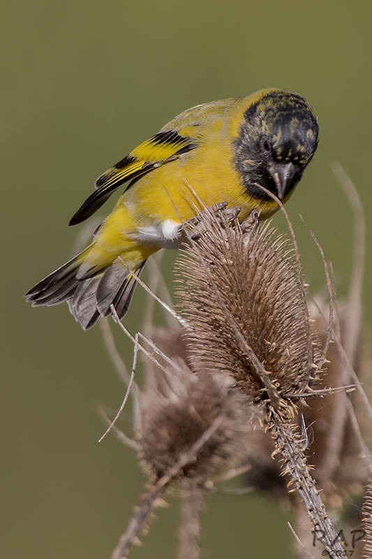 Hooded Siskin - ML59941241