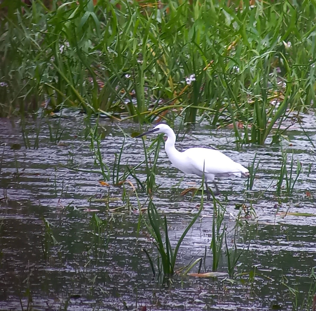 Little Egret - ML599412421