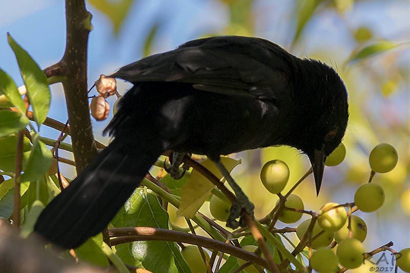 Variable Oriole - Ricardo A.  Palonsky