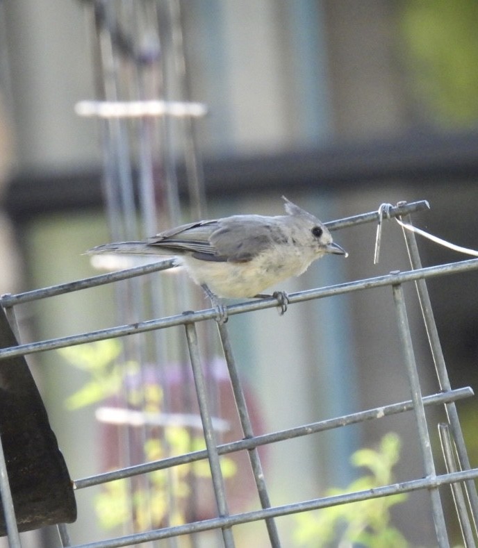 Black-crested Titmouse - ML599412861