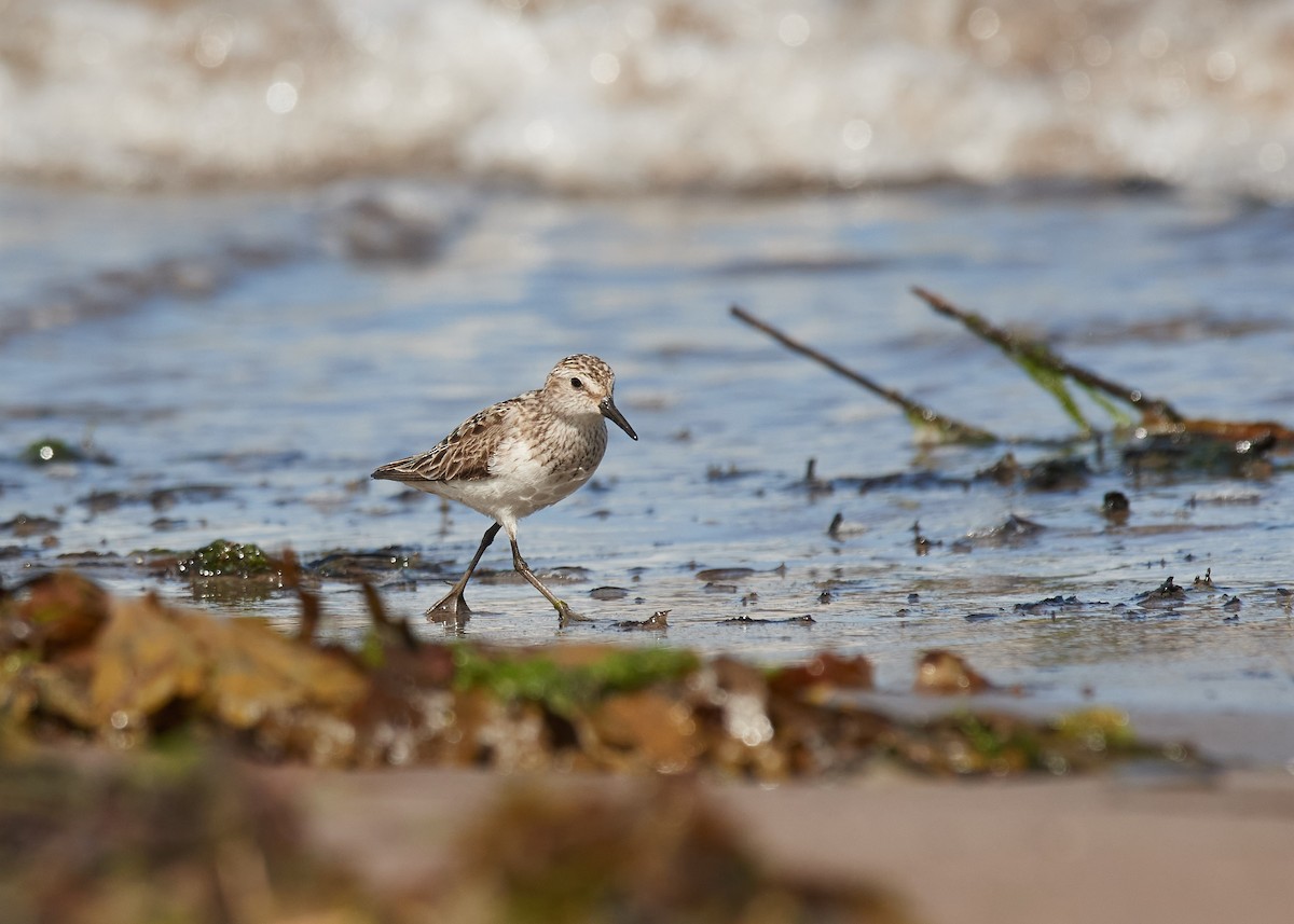 Semipalmated Sandpiper - ML599412871