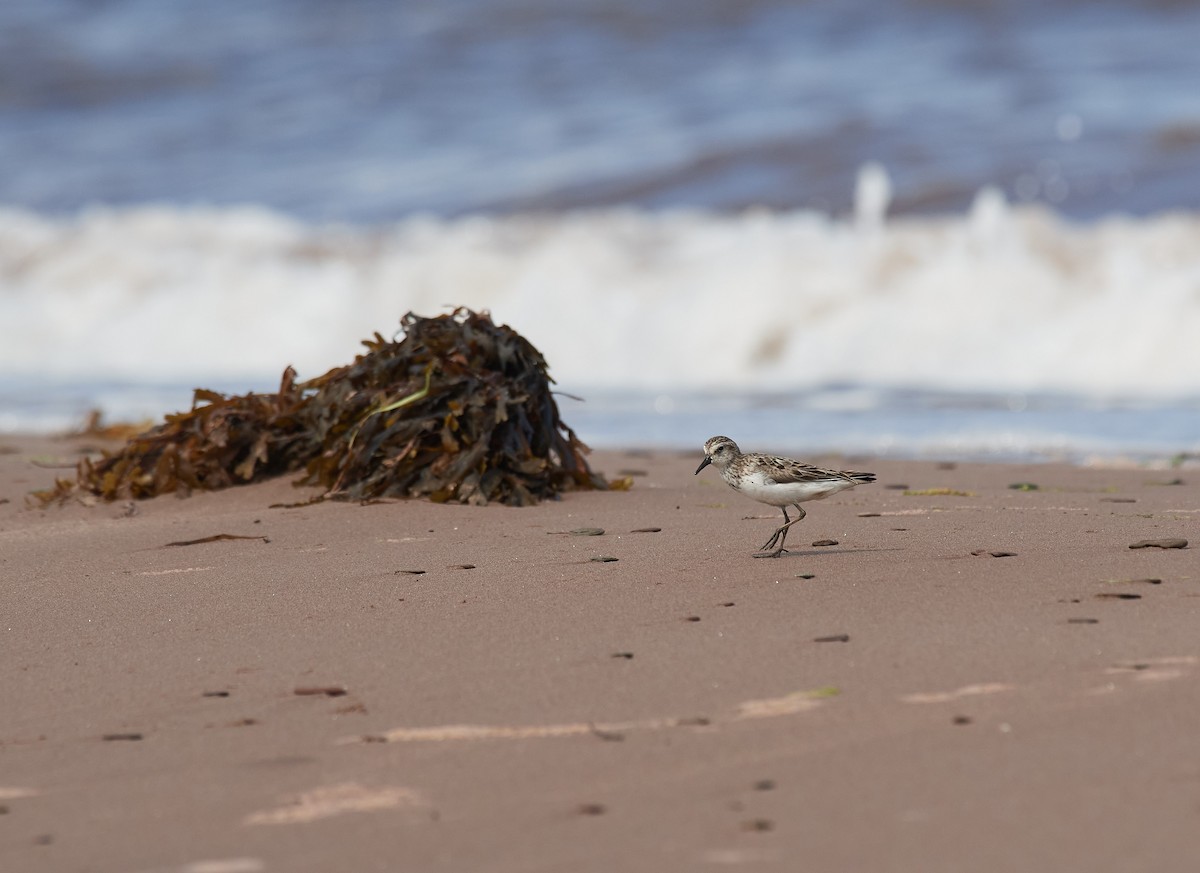 Semipalmated Sandpiper - ML599412971