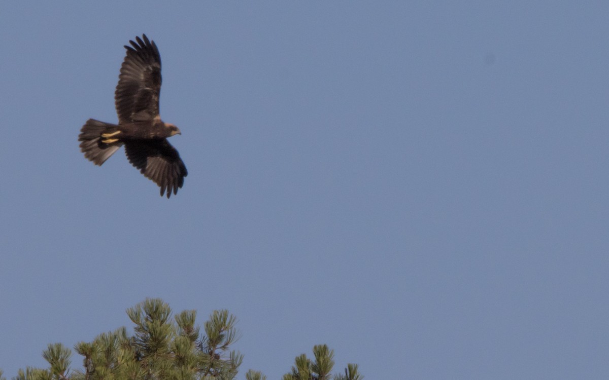 Western Marsh Harrier - ML599413711
