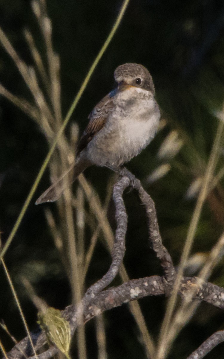 Woodchat Shrike - ML599413731