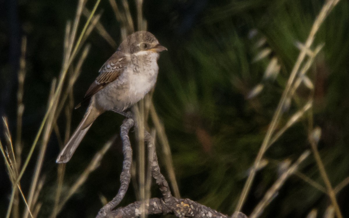 Woodchat Shrike - ML599413741