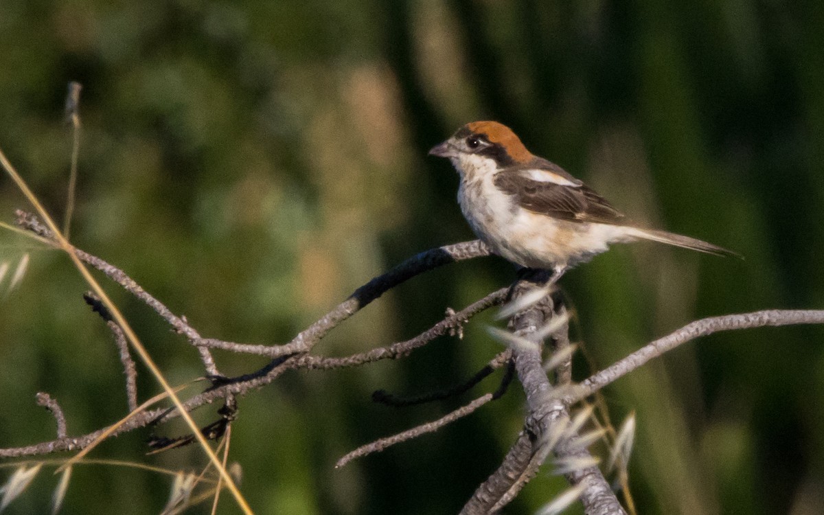 Woodchat Shrike - ML599413751