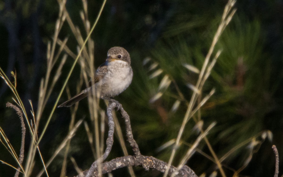 Woodchat Shrike - ML599413761