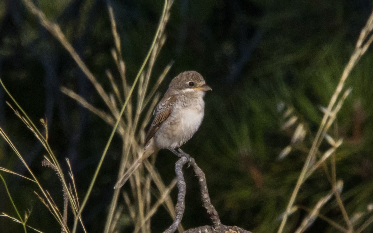Woodchat Shrike - ML599413771